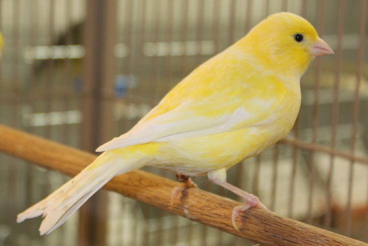 Канарейка, кенер, конорейка