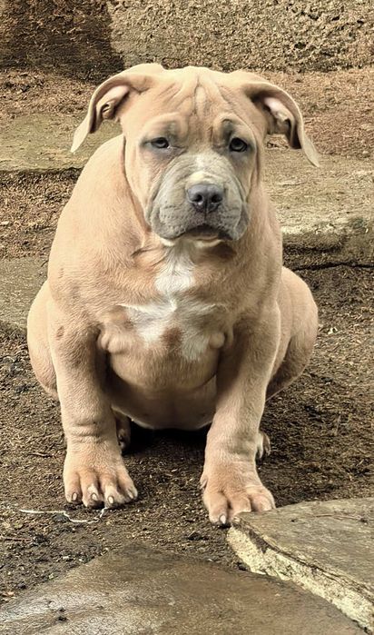 Американско Були ХЛ / American Bully XL  2 момчета и 2 момичета