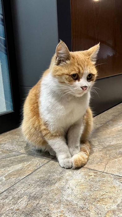 Пристраивается молодая кошечка