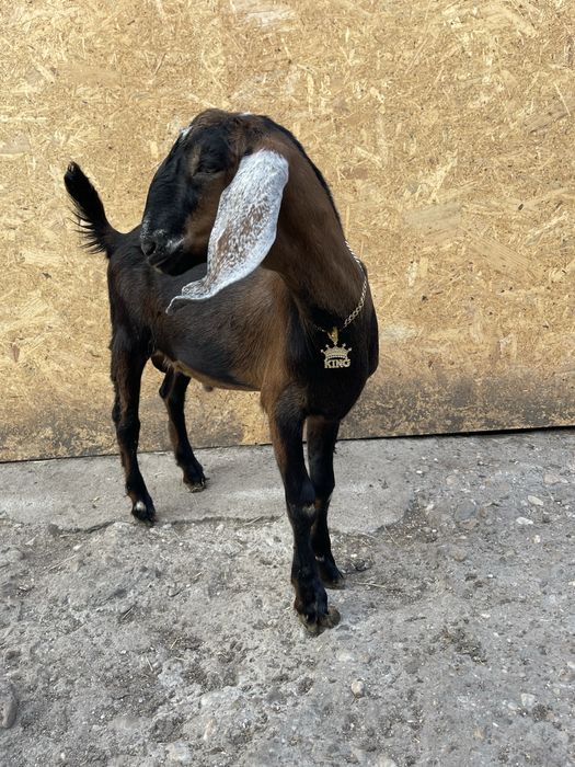 Vand tap anglonubian din parinti cu pedigree de slovacia