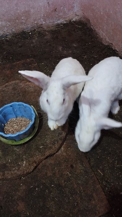 Кролики порода белый великан