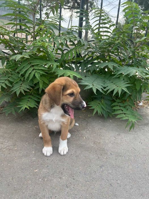 Продаю собака щенок мальчик