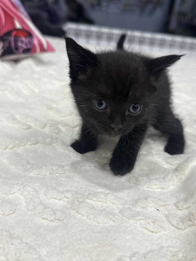 Милые котята на выбор