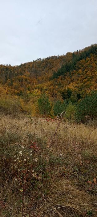 Продавам гора 25 дк. и 6 дк. ливада в Родопите,на 20 км.от гр.Смолян