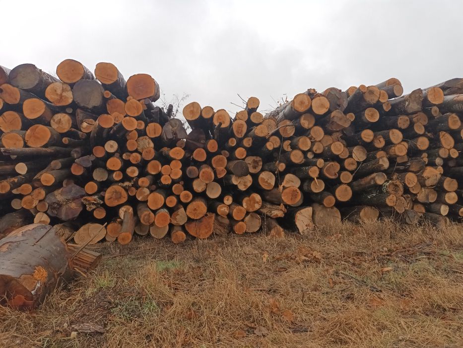 Vând lemne de foc uscate