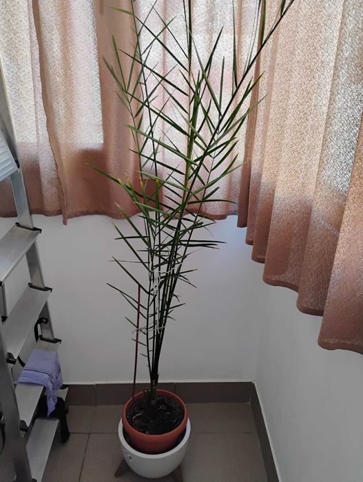 De vanzare palmier curmal