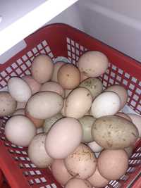 Vând  ouă de  gaini de țară, ouă de rata  și ouă de gainusi pitice