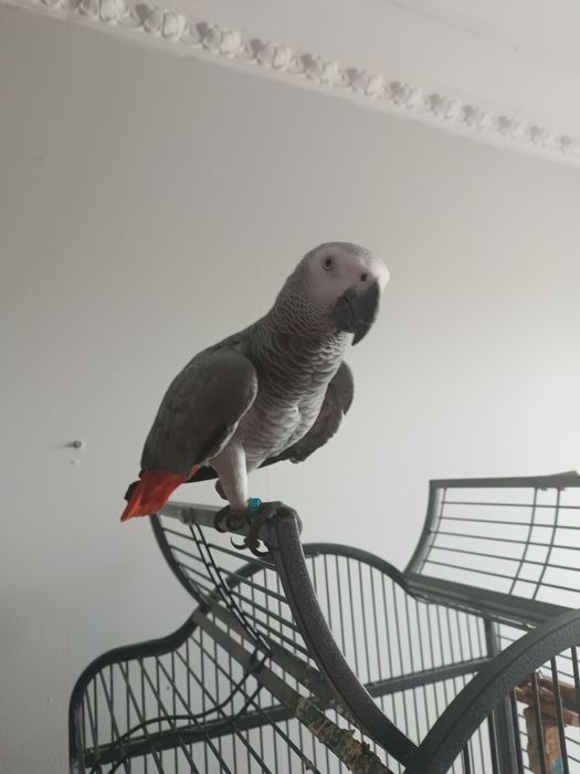 Папагал Жакооооо