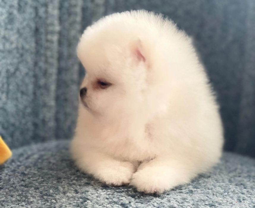 Померан babyface бели пухчета