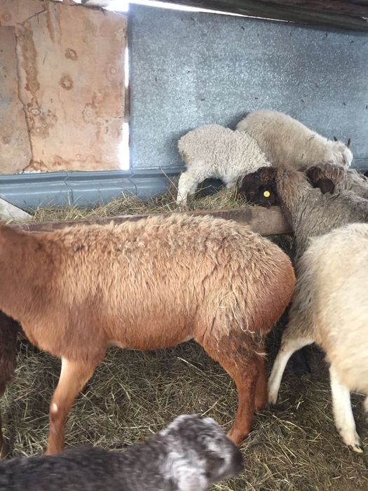 Продам жирных баран г.Павлодар