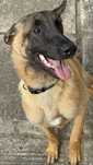 Malinois 8 luni