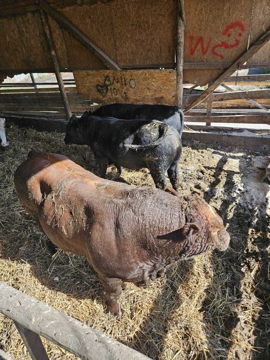 Vand tauri Angus