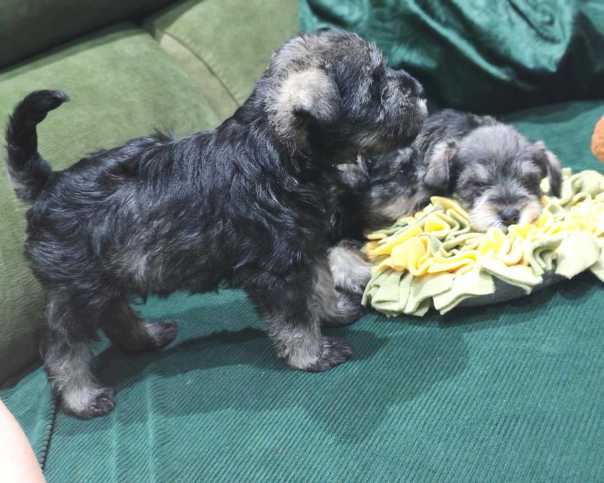 Мини шнауцер (цвергшнауцер)