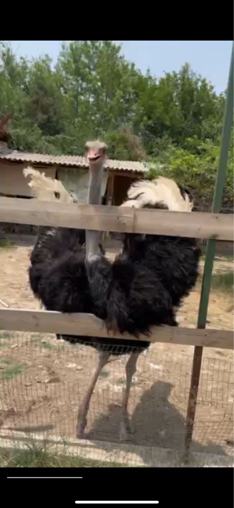 страус, туякуш самец 3года
