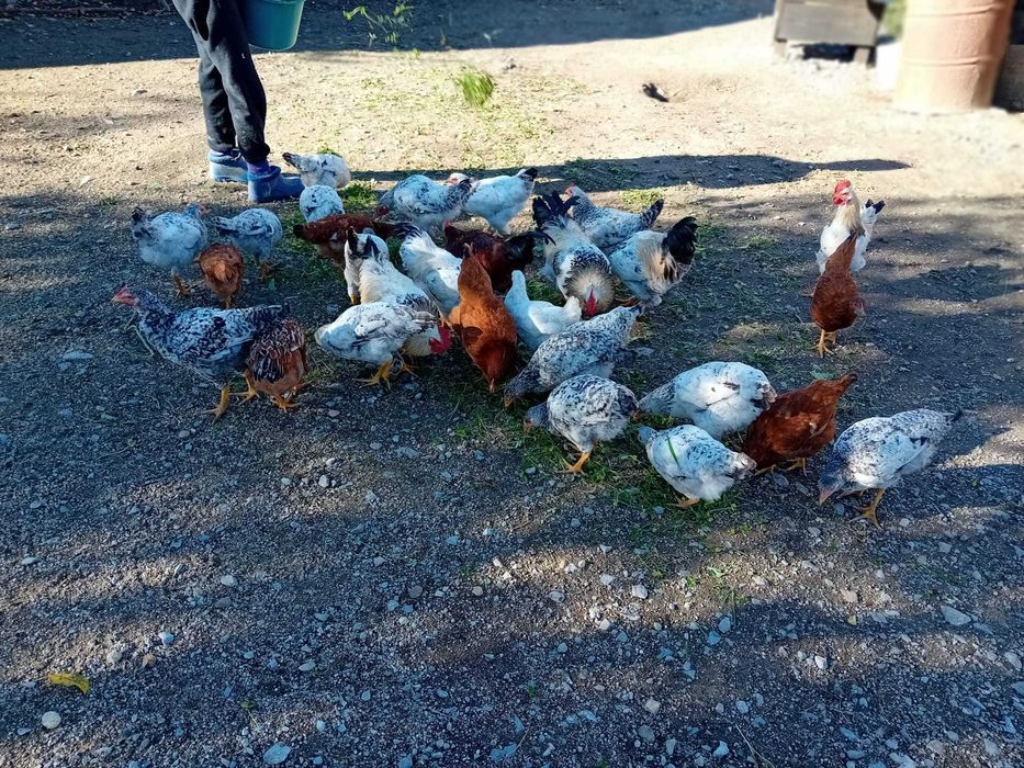 Vand gaini crescut3 bio