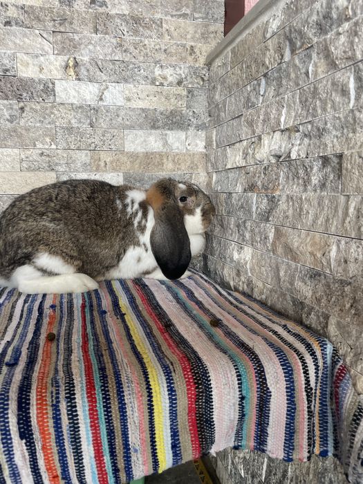 Vand o femela de berbec germna