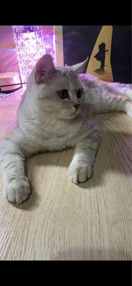 Продаётся котёнок (мальчик) серебристая шиншила.