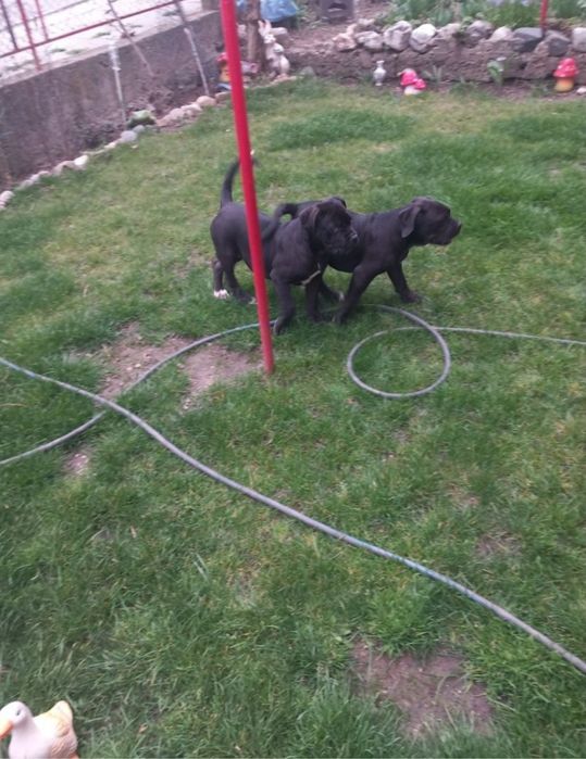 Кане Корсо Хубаво