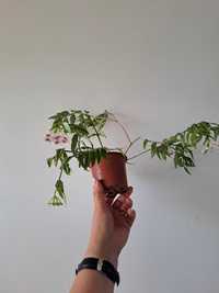 Hoya bella, planta suculenta