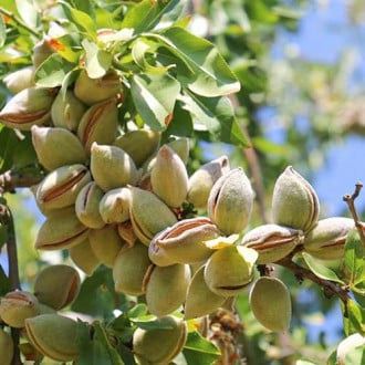 Pomi Fructiferi deosebiti  migdal