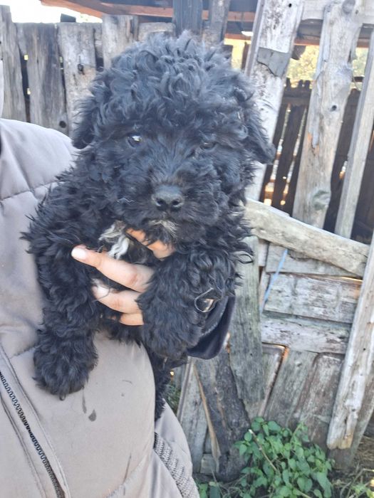 Catei mudi de 8 saptamani, vaccinati