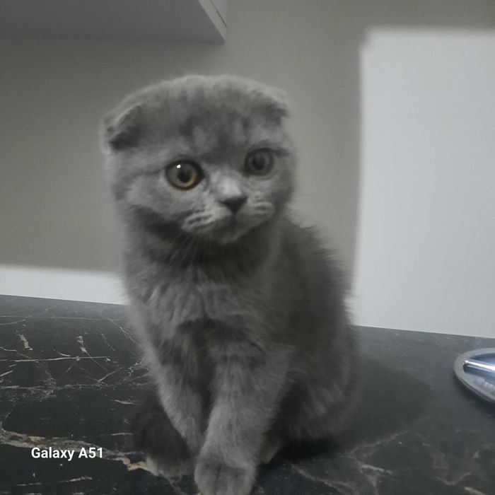 Мушук флоид сотилади