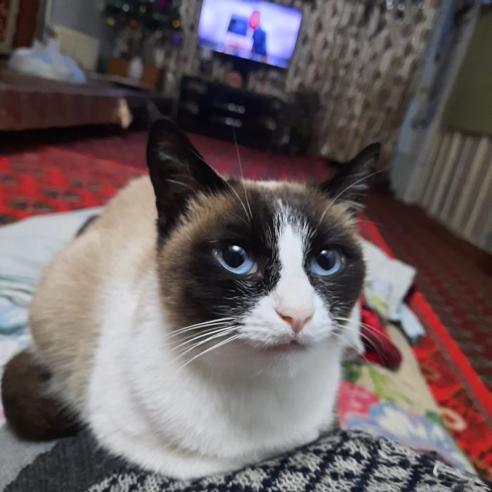 Мушик     сотилади