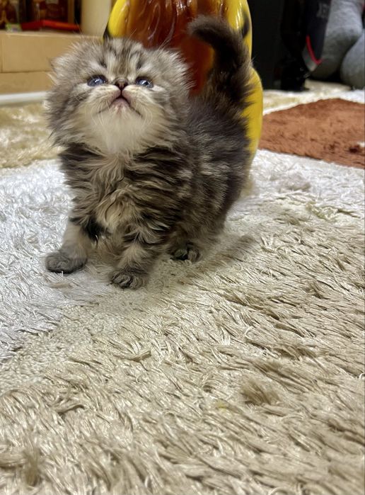 Шотланский Скотиш Фолд!