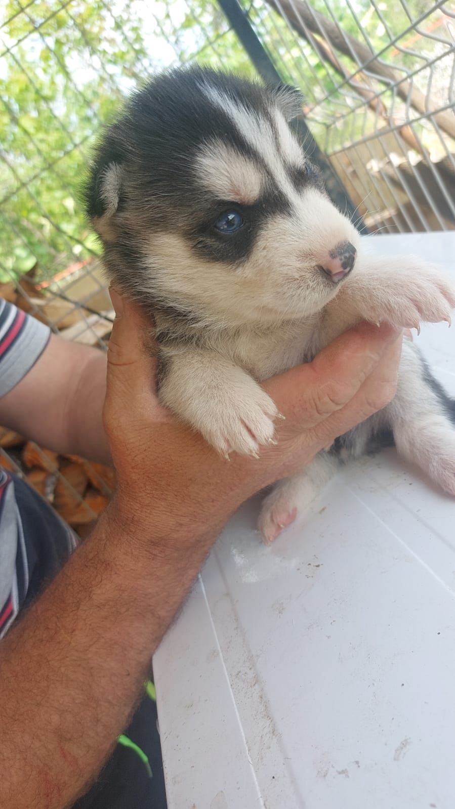 Husky siberian 6 săptămâni