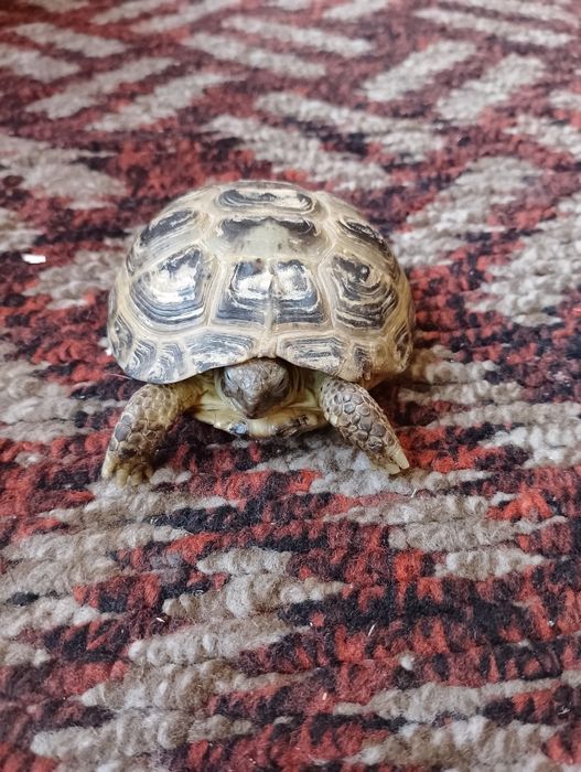 Sogʻlom va parvarishlangan toshbaqa sotiladi