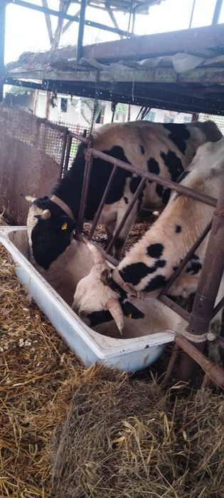 Vând  tauri. Crescuți natural