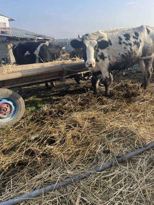 Vând 3 junici la prima fătare au 5-6 luni vițelul in ele fata de drept