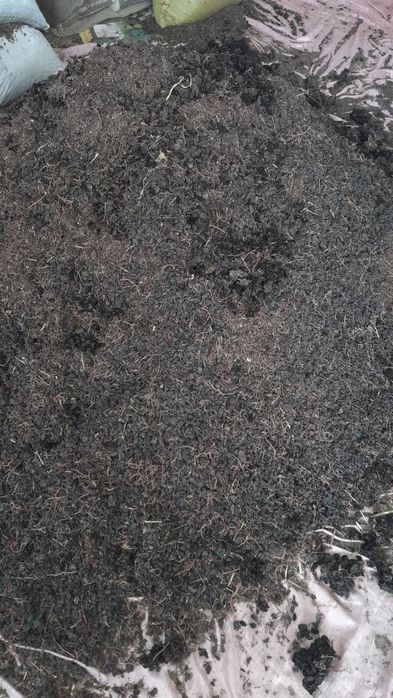 Mayiz otxodi  qo‘y va mollar  uchun yem o‘rnida