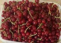 De vanzare coacaze alba ,neagra,rosie si agrise