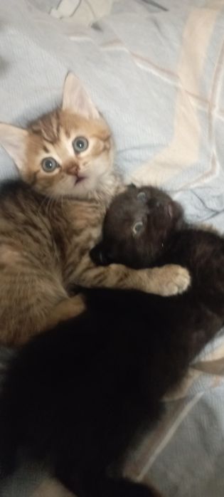 Отдам котят в хорошие руки