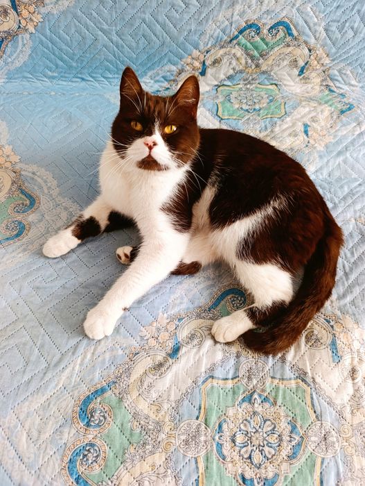 Отдам кошку (кошка котенок) в добрые руки