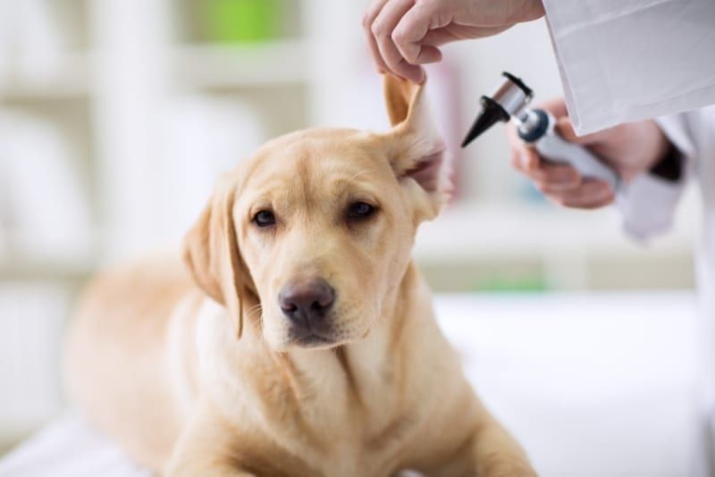 Malakaliy veterinariya xizmati