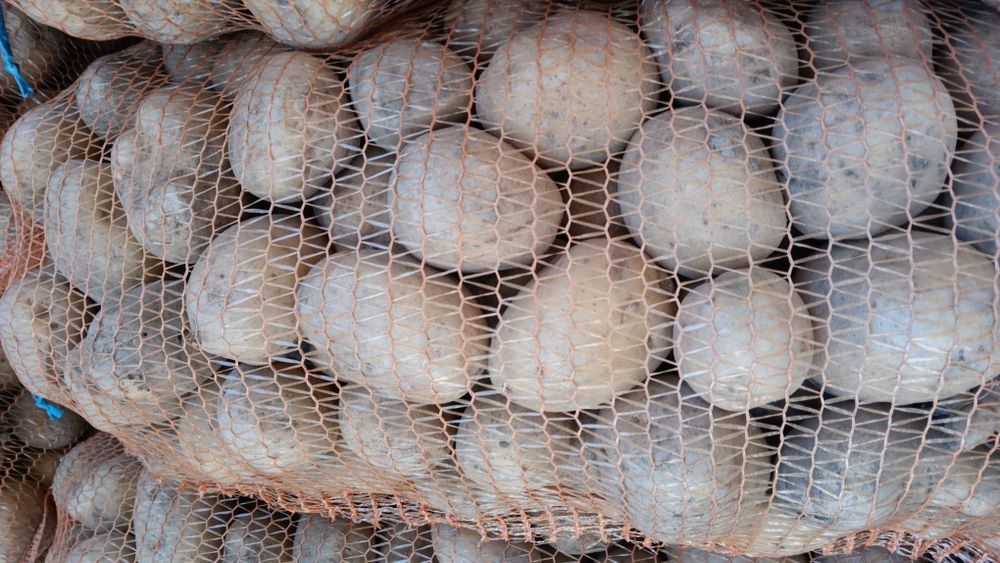 Cartofi Red Lady ,,Bellarosa ,Carerra