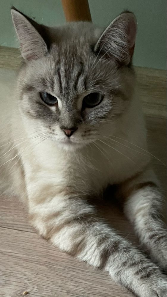 Кошка шотланка ищет кота на вязку британца