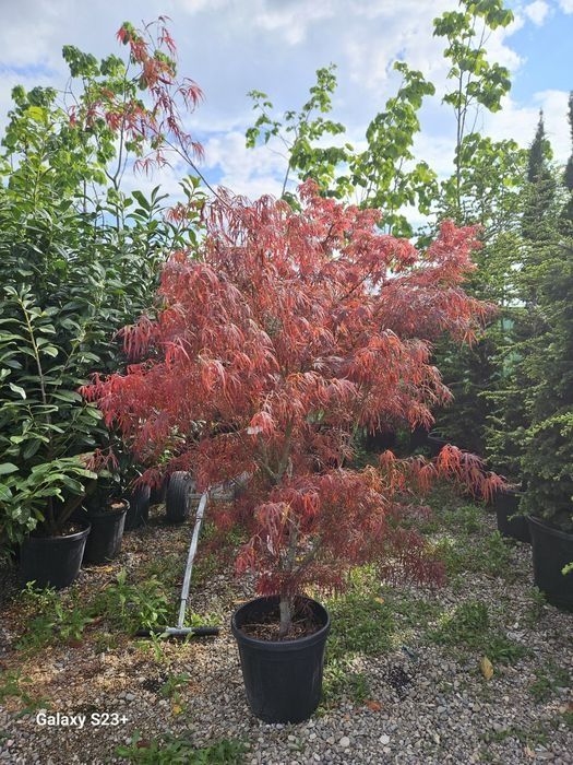 Artar japonez  ( acer palmatum) arțari japonezi
• cu frunze rosii sau