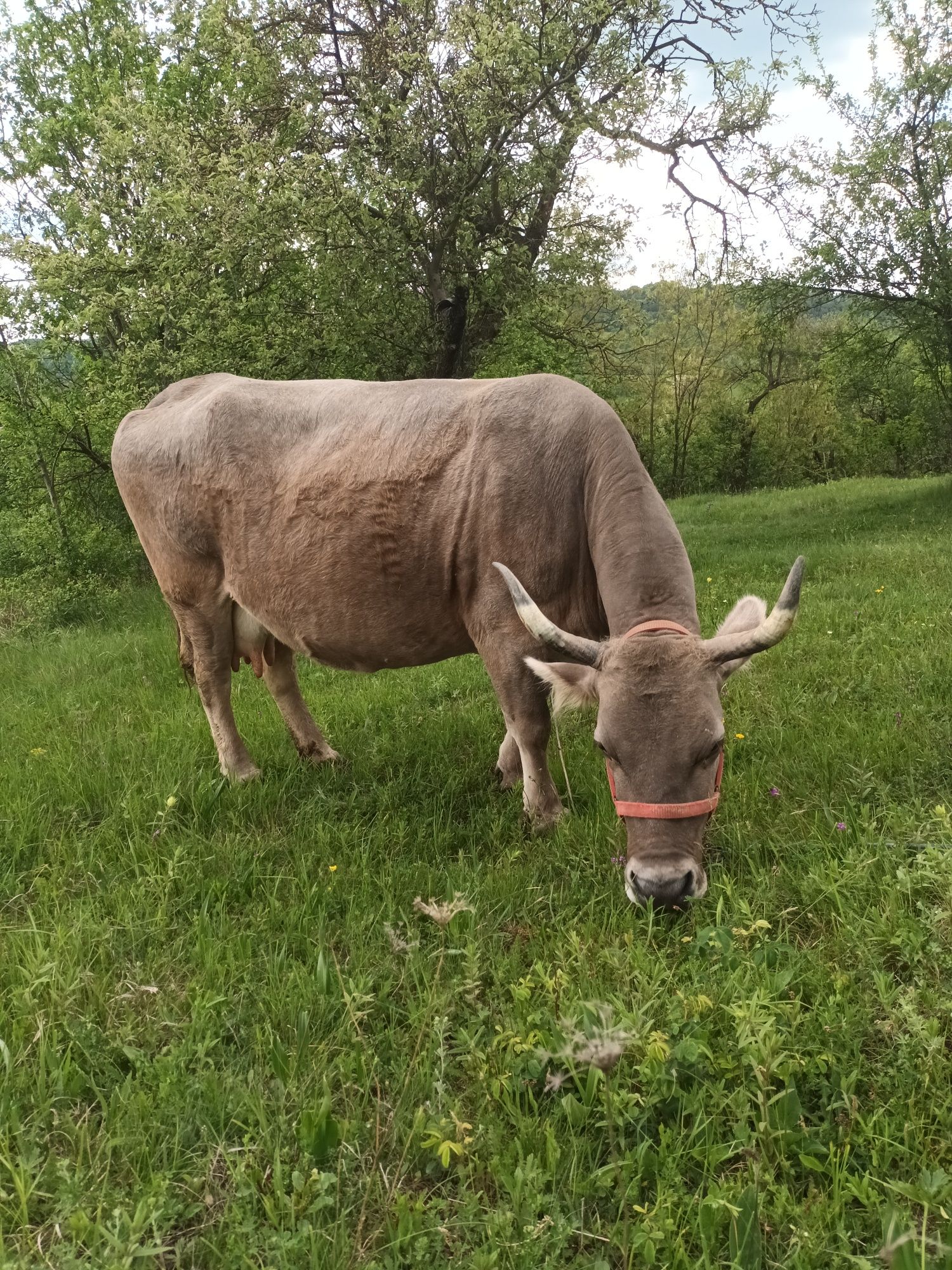 Vaca de vânzare Montata în 8 luni