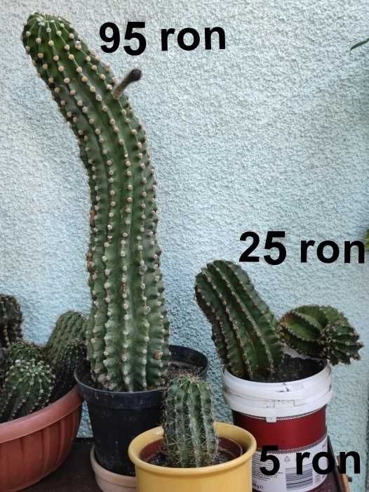 Echinopsis cactusi