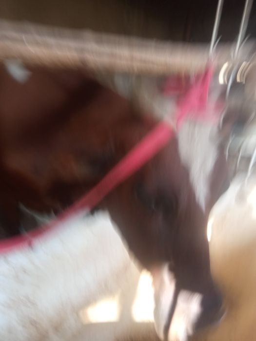 Sigir 6 oylik bugoz sotiladi