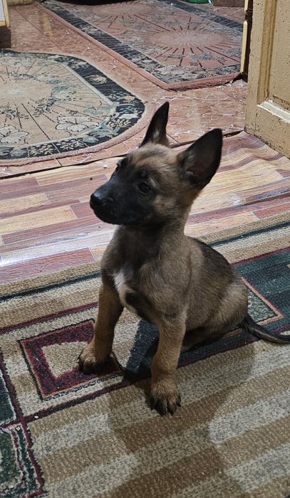 Ciobanesc Belgian- Malinois