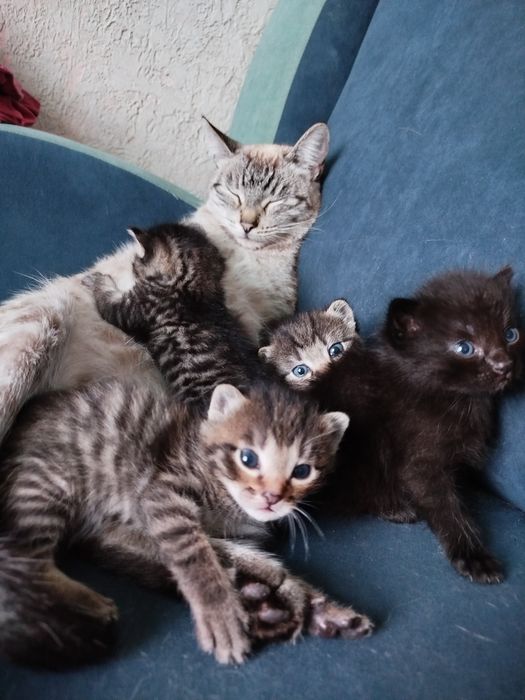 Отдам котят в хорошие руки