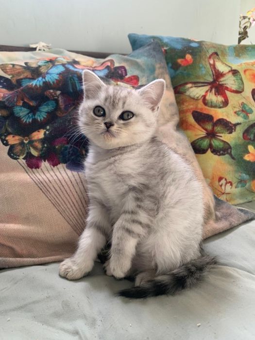 Pisicuta British Shorthair