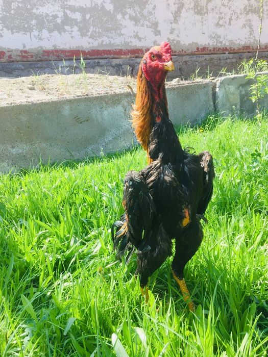 О Шамо жужа тозаси