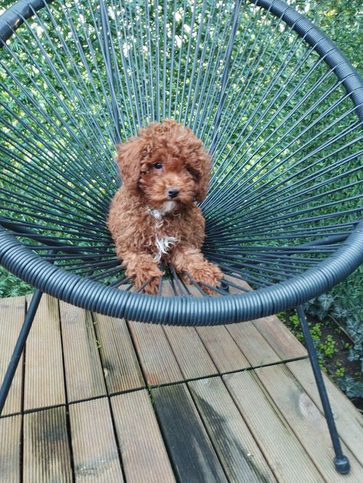 Мини Пудел Той Пудел.