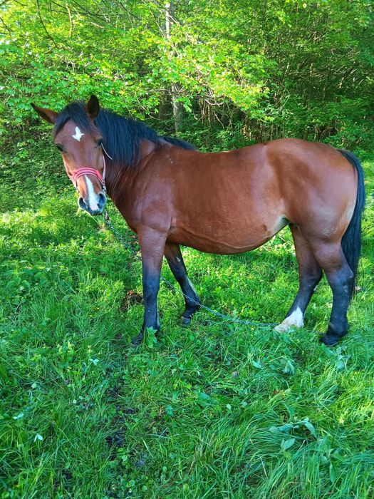 Vând iapă și cârlană semigrele