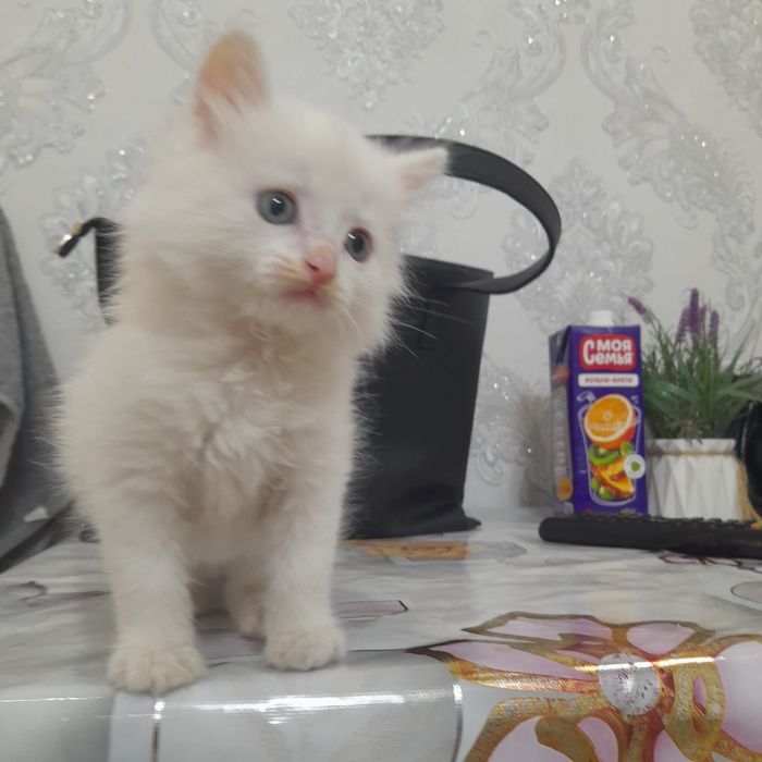 Породистый красавчик-Лео!  Порода-Турецкая Ангора.